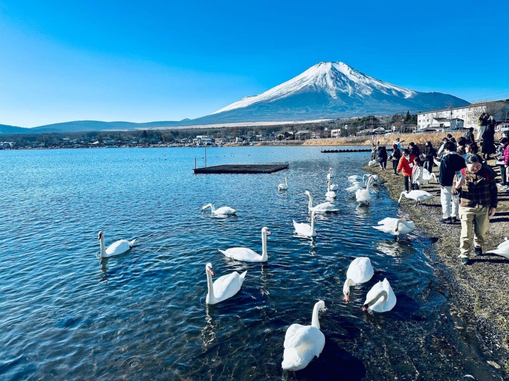 白鳥浜天鵝群