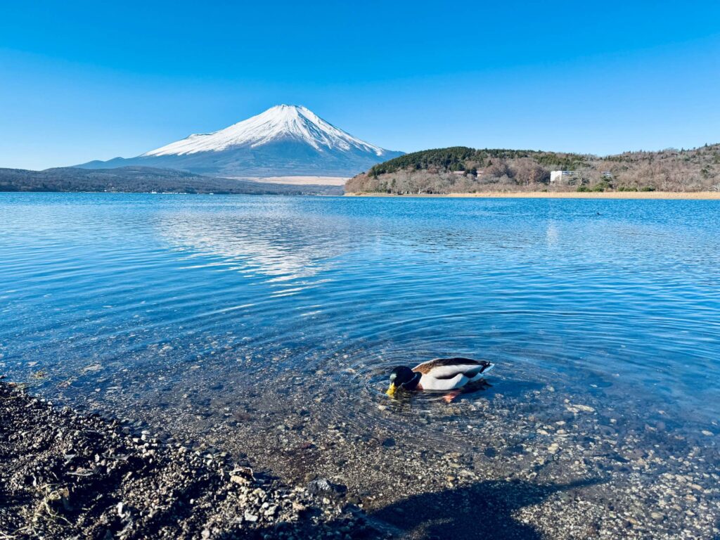 平野之濱悠閒的鴨子